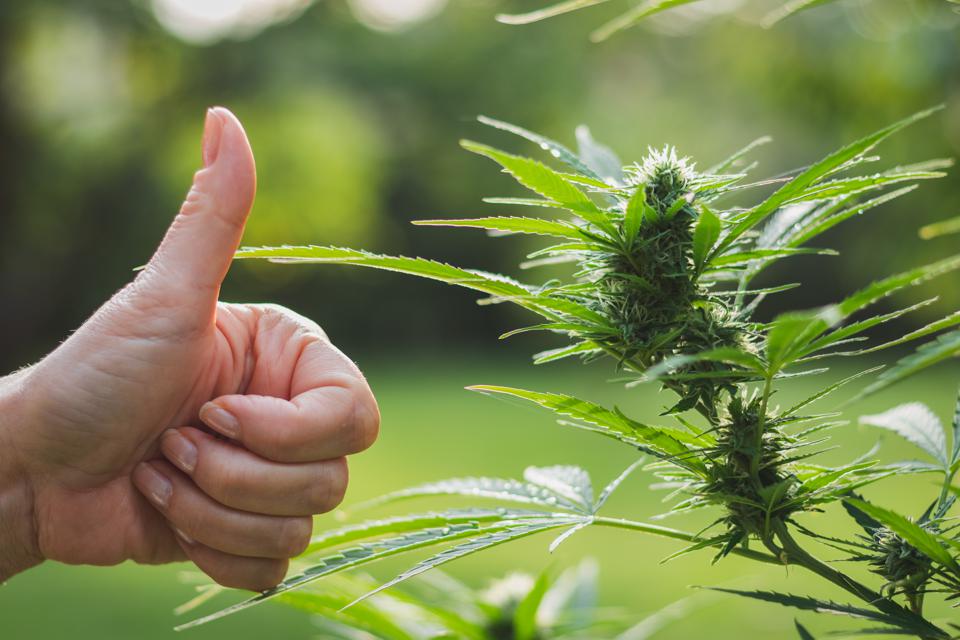 Research of marijuana legalization