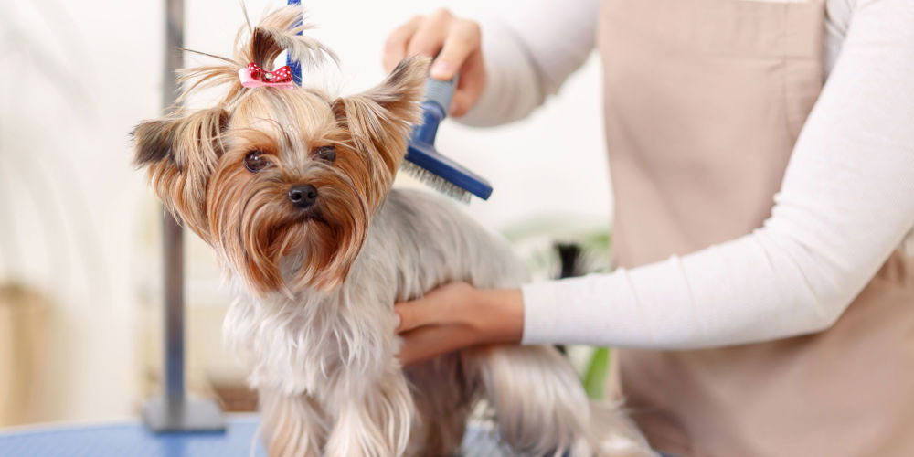 Best Outlet for Dog Grooming In Australia
