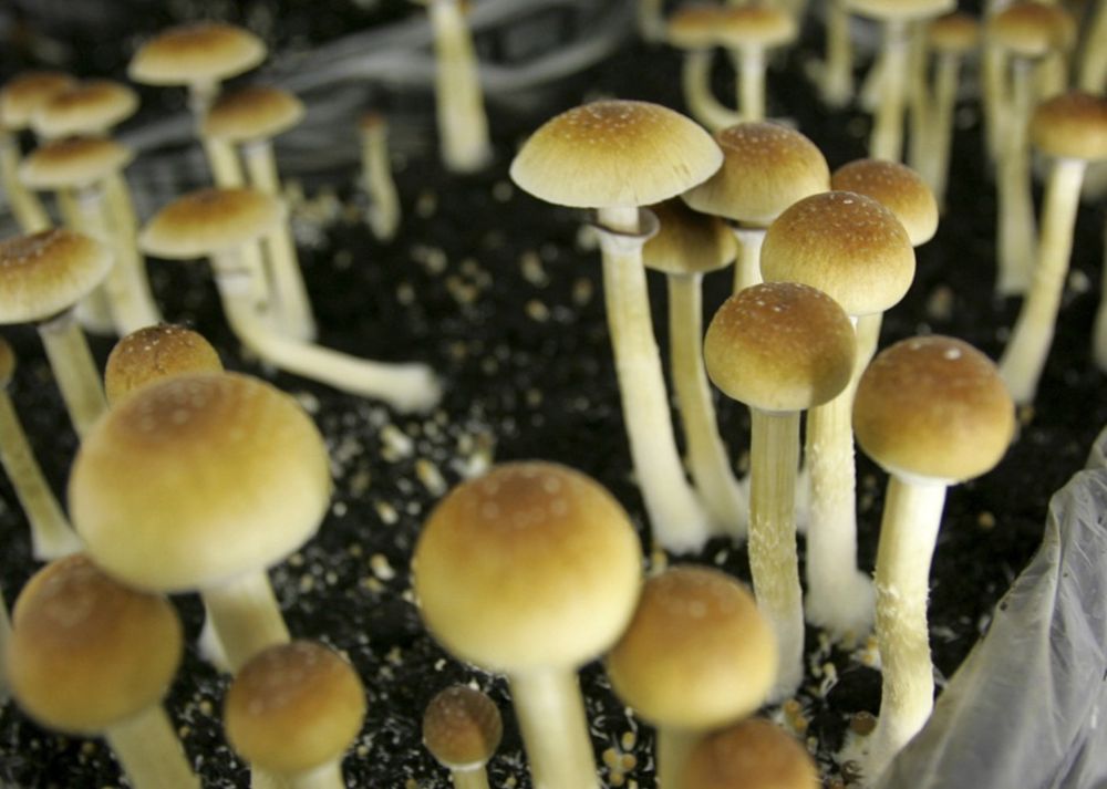 Collect the information about magic mushrooms