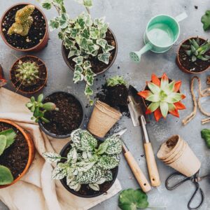 How can you choose the best pots for your plants?