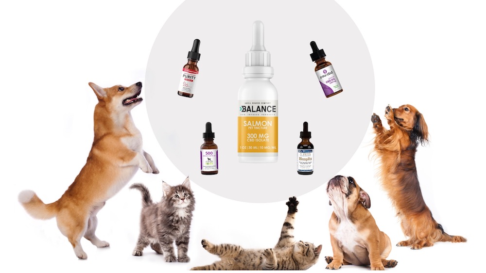 THE TOP 3 REASONS WHY CBD IS HELPFUL FOR PETS